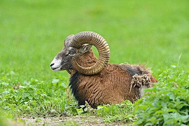 科隆：《堕落之主》新预告公布 大战魔物画面绚丽